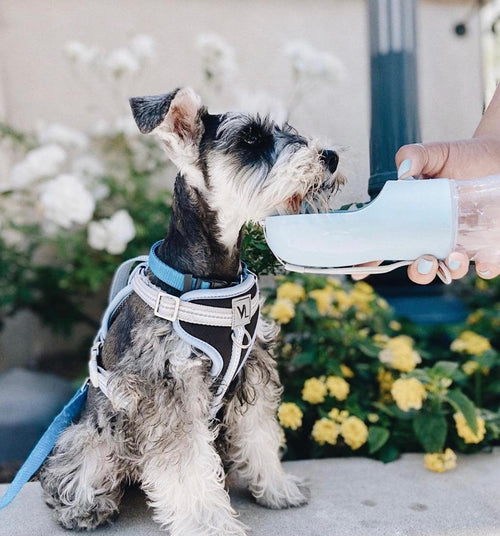 2-in-1 Portable Pet Feeder & Water Bottle